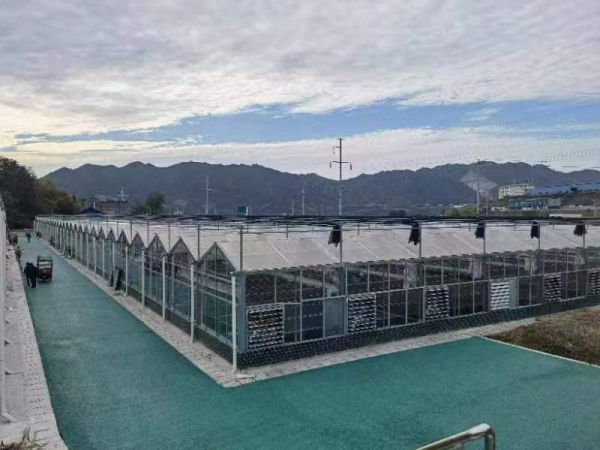 玻璃溫室的通風(fēng)方式有哪幾種